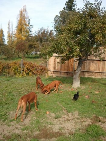 Africali Rhodesian Ridgebacks - Pups Grown Up!