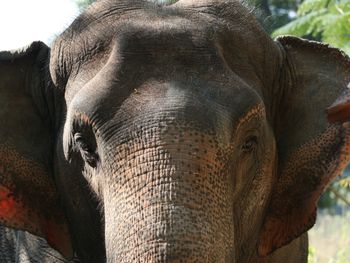 Thai Elephant Conservation Center
