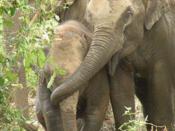 Star at Boon Lotts Elephant Sanctuary
