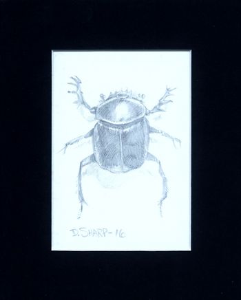 Scarab 8 X 10 inches - Silver Point on prepared paper
