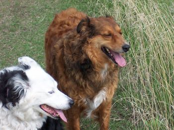AnnieBelle Oppossum and Aussie. Deep in dog bliss

