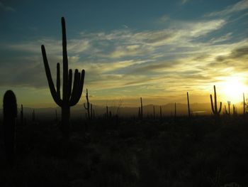 Desert Sunset

