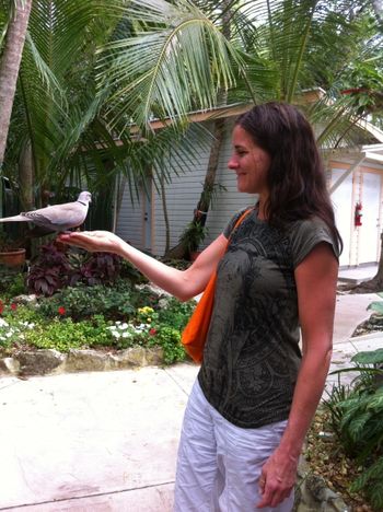 The sweet doves land right on our hands at Sivananda Ashram Bahamas
