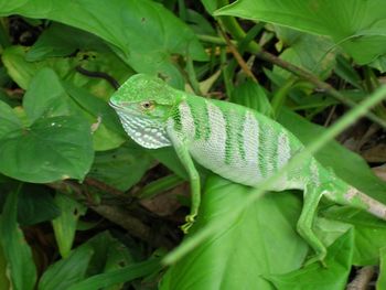 Chameleon Caribeno (Photo by Eva Haflo)

