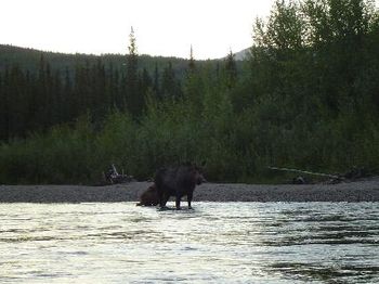 cow moose and 2 calves

