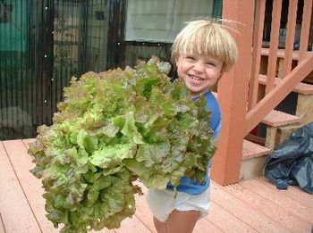 big lettuce

