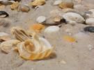 Amazed by the shells on a Florida beach
