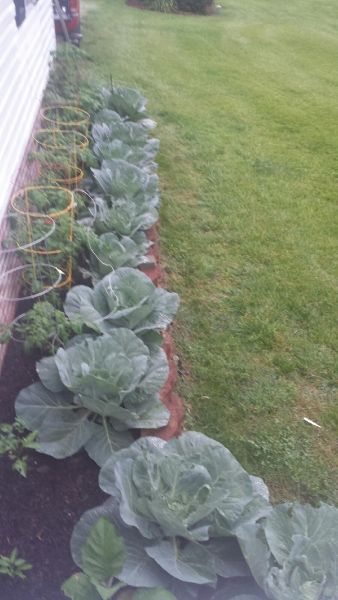 20160529_164815 Uncle George's Cabbage Patch
