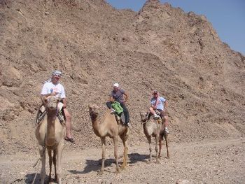 Israel camels

