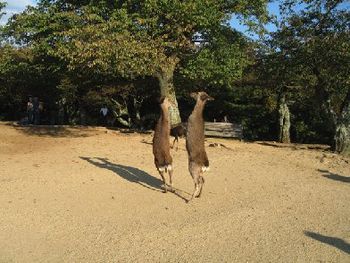 Deer dancing(probably fighting) on top of Wakakusayama, the inspiration for the deer mascots.  The Buddhist temples have protected their existence in the area since 710A.D.  Now they overpopulate the
