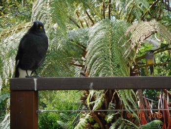 currawong_with_wattle_bird1
