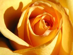 yellow rose from lisabintuitive.com