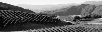 California's-Vines-Rows-and-Foothills-2 joel-reese-fine-arts
