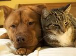 Furry Friends Pet Food Bank