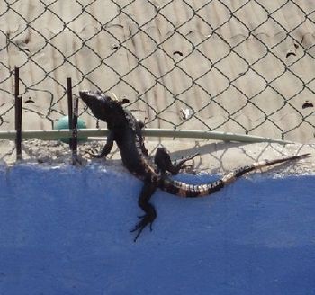 Iggy Iguana in charge of security
