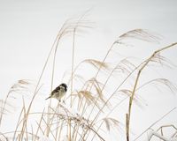 "House Sparrow on Winter Grasses," 12" X 15", photographic metal print