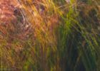 Grasses in the Sun,  11" x 16" photographic metal print