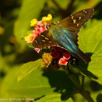 "Long-tailed Skipper", 12" x 12", photographic print on metal