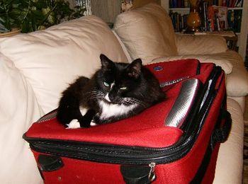 Travelling Cat, Pepe
