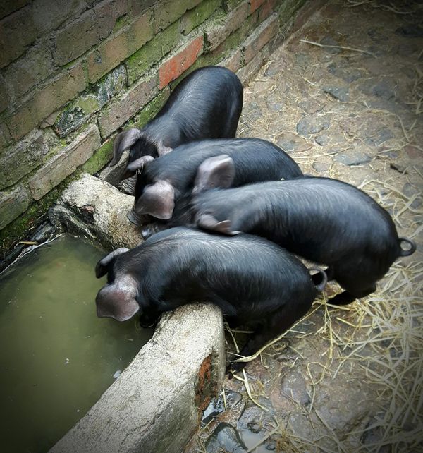 Pigs at Acton Scott