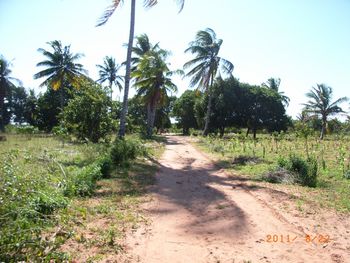 Drive-way to Timbila Master Venâncio's house
