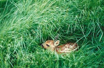 The day before I left for the States, I came across this fawn in the fields behind the main house.
