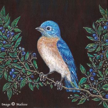 BLUEBIRD OF CONTENT By Maltese
