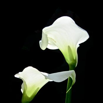 2435 lily white
