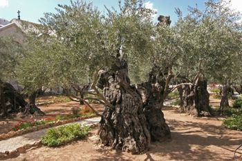 ANCIENT GARDEN OF OLIVE TREES
