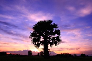 LONE PALM TREE AT SUNRISE
