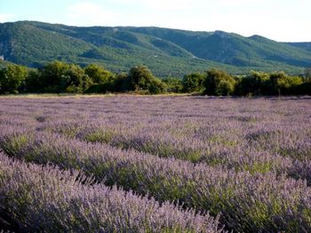 LUBERON Lavender Field

