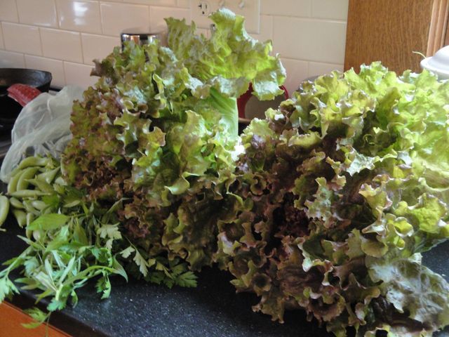 lettuce from my garden