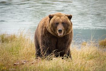 Alaska We saw an awesome grizzly bear on our trip to Alaska!
