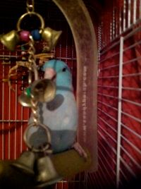 littlebird with bells 