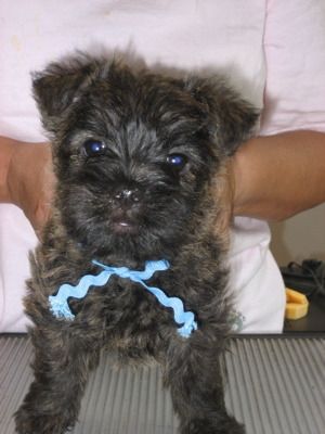 Jimmy 8 weeks - now lives with CarolynLambert at Fenner Cairn Terriers in Oro Valley AZ

