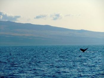 A Whale's Tail
