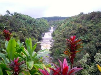 Umauma Falls
