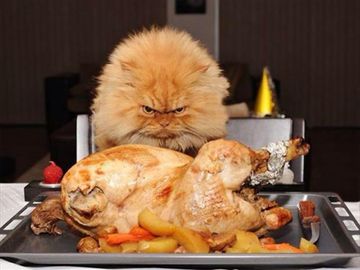 angry cat in front of thanksgiving turkey