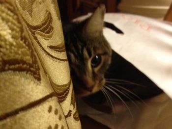 Sammy and the tablecloth, fall 2011
