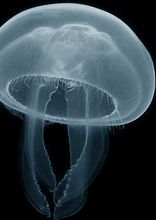 Aurelia Jellyfish