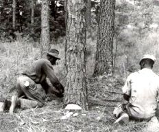 Hand-sawing-tree-close-to-ground