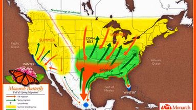 Monarch-Migration-USA