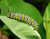 Monarch-butterfly-caterpillar-with-distinctive-white,-yellow,-and-black-stripes