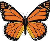 Monarch-butterfly-of-orange-and-yellow-with-black-border