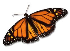 Monarch Butterfly