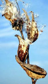 Ohio Milkweed pods