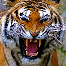 Tigers-emit-infrasound