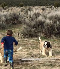 Saint Bernard of the kennel NAVILOTOSHNAVILOTOSH ZHIVANSHI ZHERMINAL