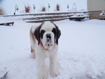 Downey enjoying the snow.

