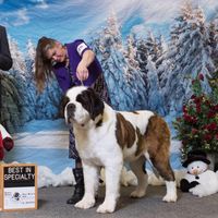 Saint Bernard of the kennel NAVILOTOSHNAVILOTOSH ZHIVANSHI ZHERMINAL